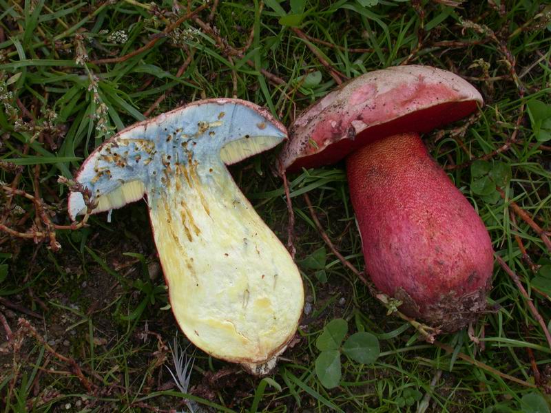 Boletus rhodoxanthus - discussione